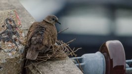 birds-1.jpg