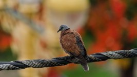 birds-2.jpg
