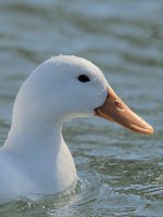 _DSC6952.jpg