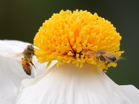Bees.jpg
