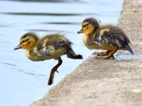 Ducklings.jpg