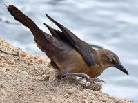 Grackle6.jpg