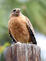 Hawk.jpg