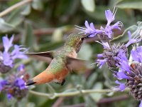 Hummer.jpg