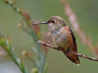 Hummer4.jpg