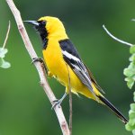 Oriole.jpg