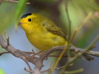 WilsonsWarbler2.jpg
