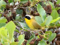 YellowThroat.jpg