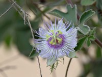Passiflora.jpg