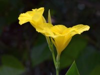 Canna.jpg