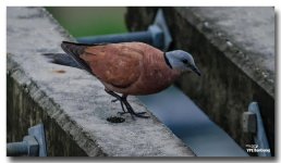 birdies-2.jpg
