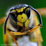 WASP_Stacked_Final.jpg