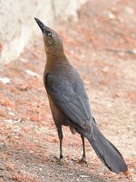Grackle5.jpg