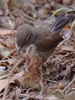 Wren5.jpg