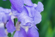 purplerain.jpg