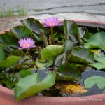 flowers-1.jpg