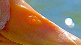 Duck Booger.jpg