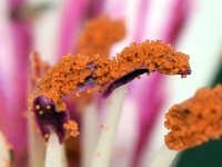 Pollen2.jpg