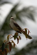 Bird _5_6.jpg