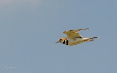 DAH_6865.jpg