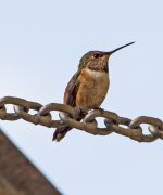 Calliopi Hummingbird Male 1.jpg