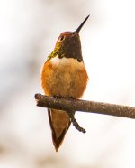 Rufus Hummingbird Male.jpg