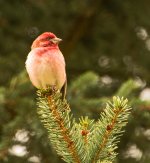 Purple Finch Male 1.jpg