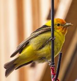 Scarlet Tanager 1.jpg