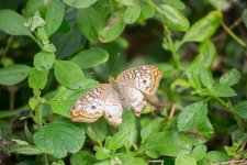 20150506-DSC_7384.jpg