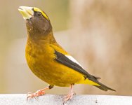 Evening Grosbeak Male Dribbler.jpg