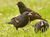 Red Wing Blackbird Male 1.jpg