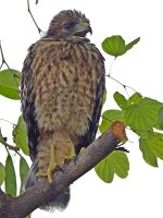 HawkBaby6.jpg