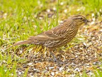 Red Wing Blackbird Female.jpg