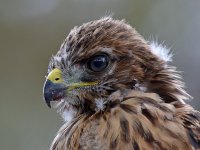 HawkBaby11.jpg
