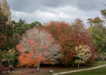 Autumn in Day's park-.jpg