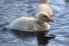 duckling2.jpg