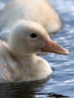 duckling3.jpg