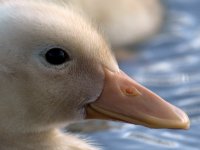 duckling4.jpg
