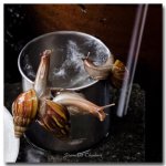 snail-rain-2.jpg