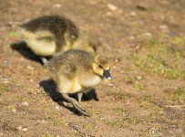 DSC_9741.jpg