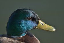 DSC_9744.jpg