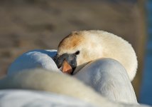DSC_9762.jpg