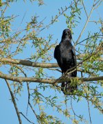 DSC_9770.jpg