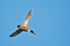 DSC_9766.jpg