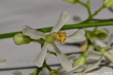 GSC_0456.jpg