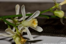 GSC_0458.jpg