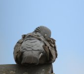 DSC_0117.jpg