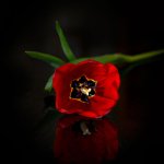 Tulip-1.jpg