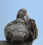 DSC_0125.jpg