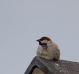 DSC_0024.jpg